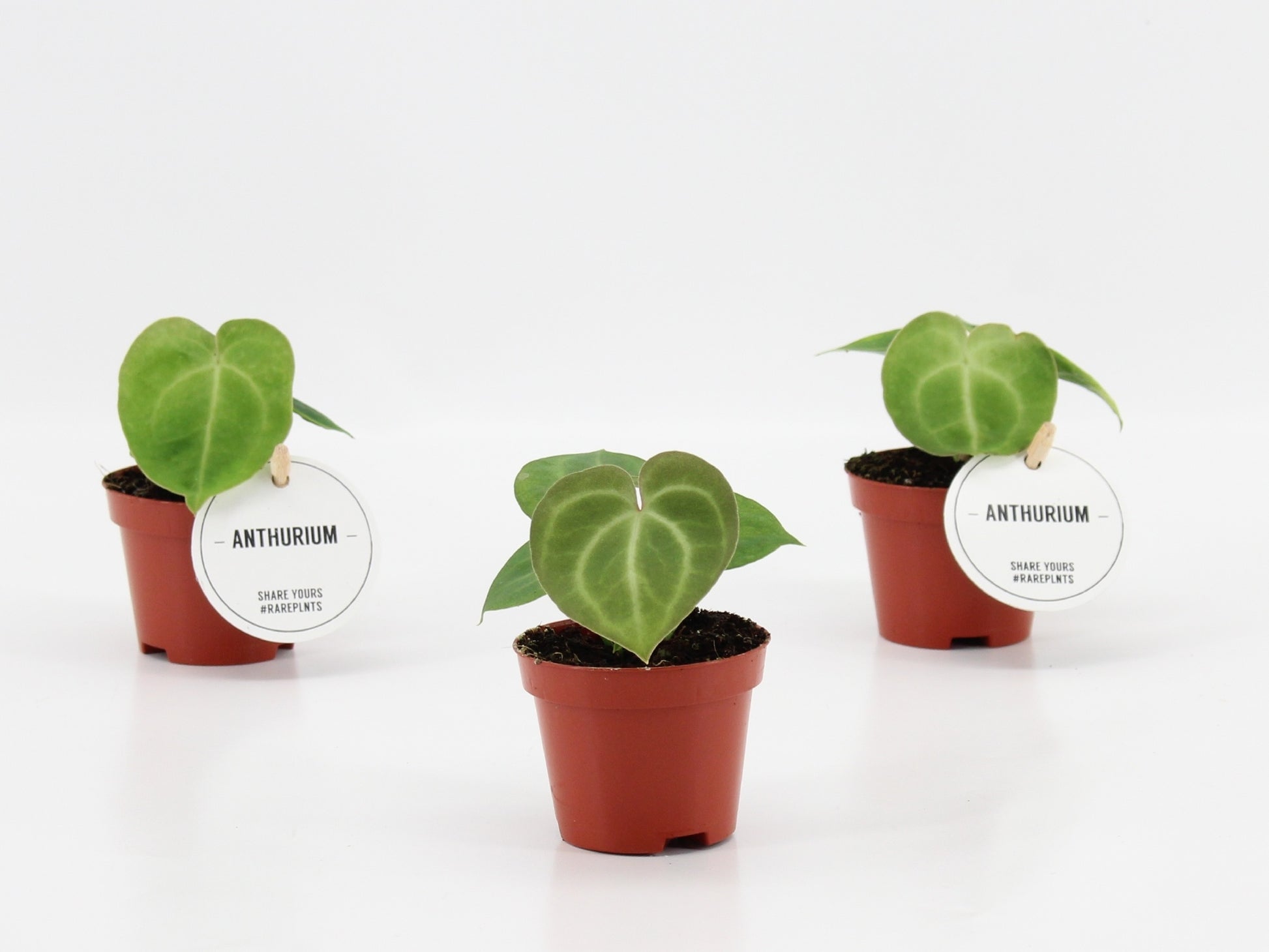 Anthurium clarinervium 15cm 6cm Pot