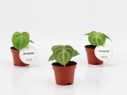 Anthurium clarinervium 15cm 6cm Pot