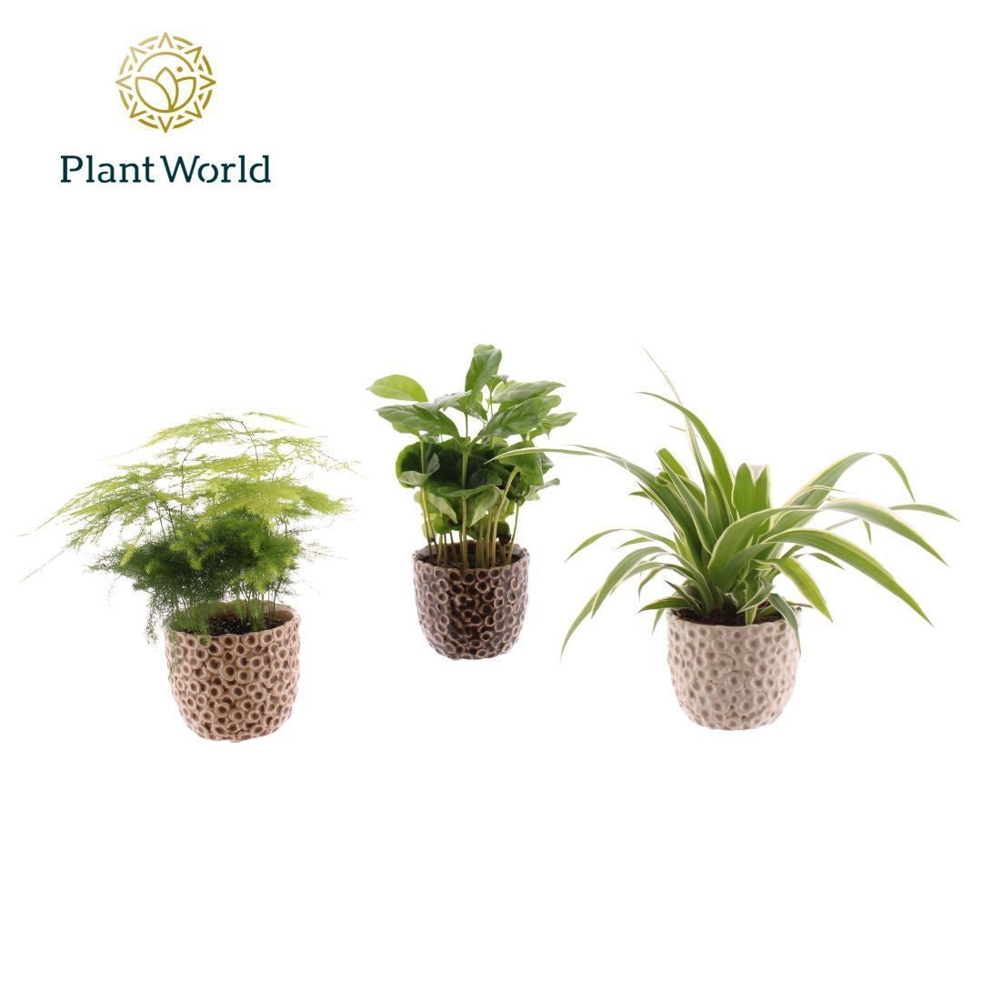 Plantworld Jogrow Groen mix in Lizzy keramiek Pack of 12