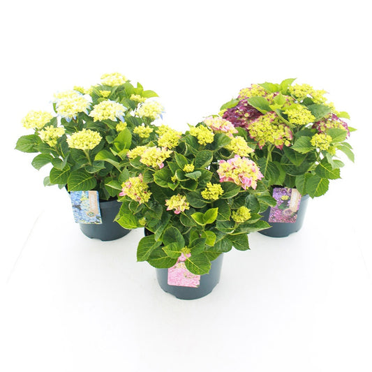 Hydrangea macrophylla mix 45cm 23cm Pot