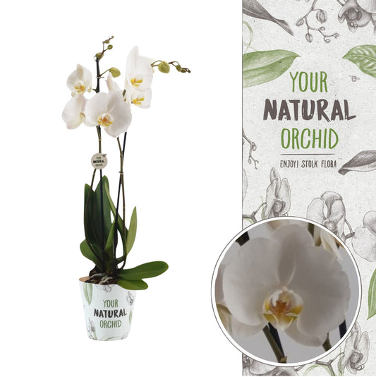 Phalaenopsis Nottingham 65cm 12cm Pot
