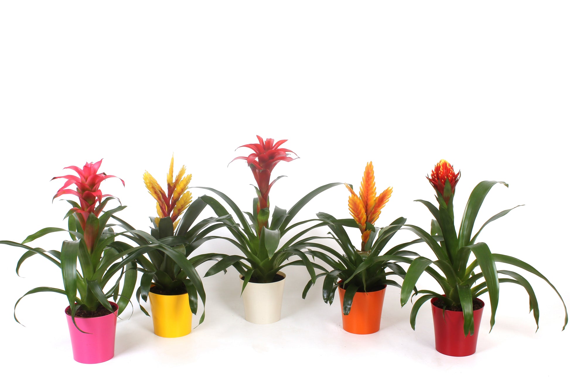 Bromelia mix 40cm 12cm Pot