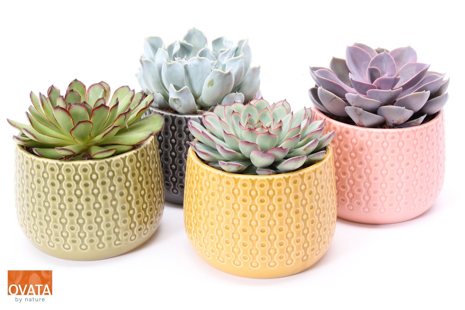 Echeveria mix 14cm 15cm Pot