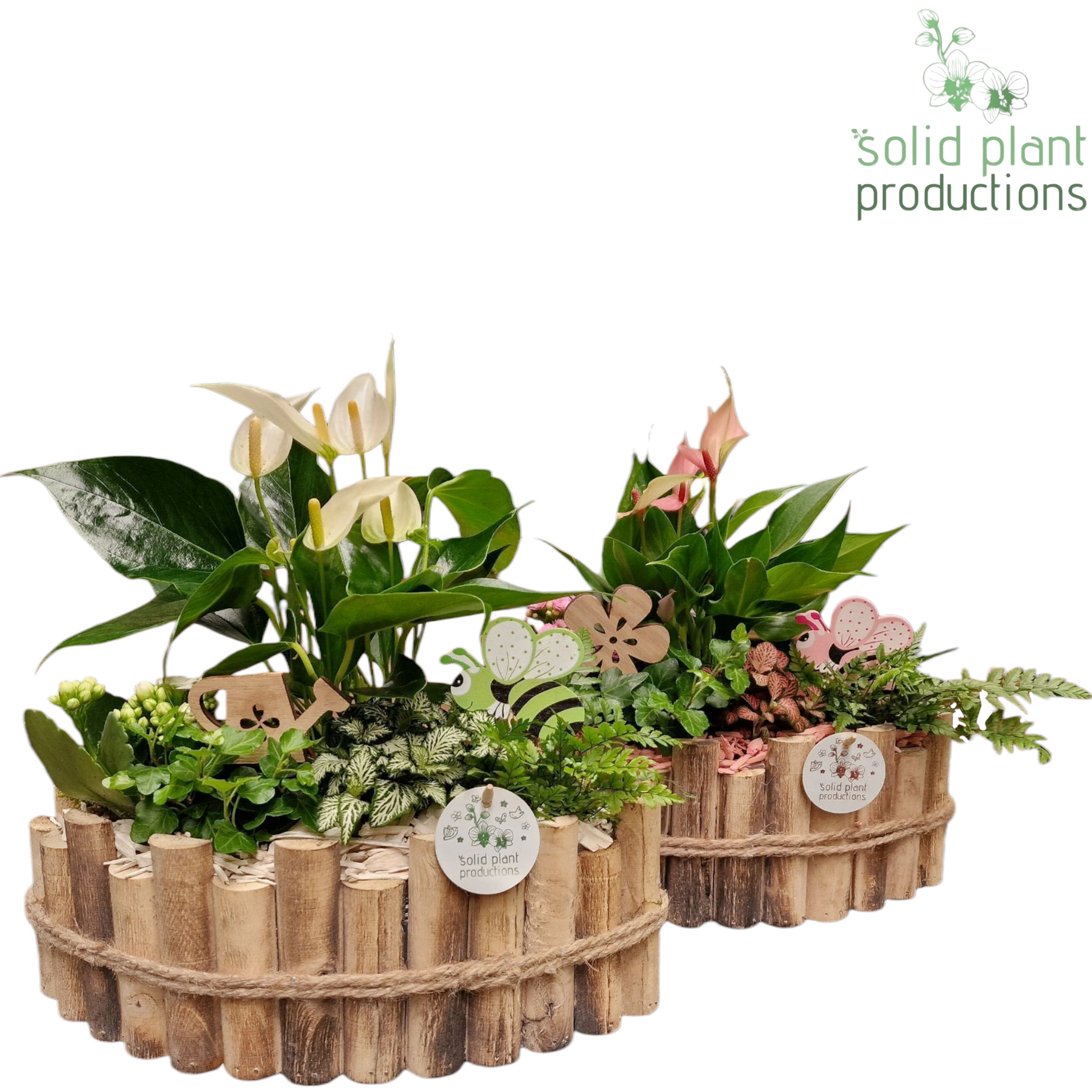 HAT006 Napoli Large White/Pink Anthurium 40cm 35cm Pot