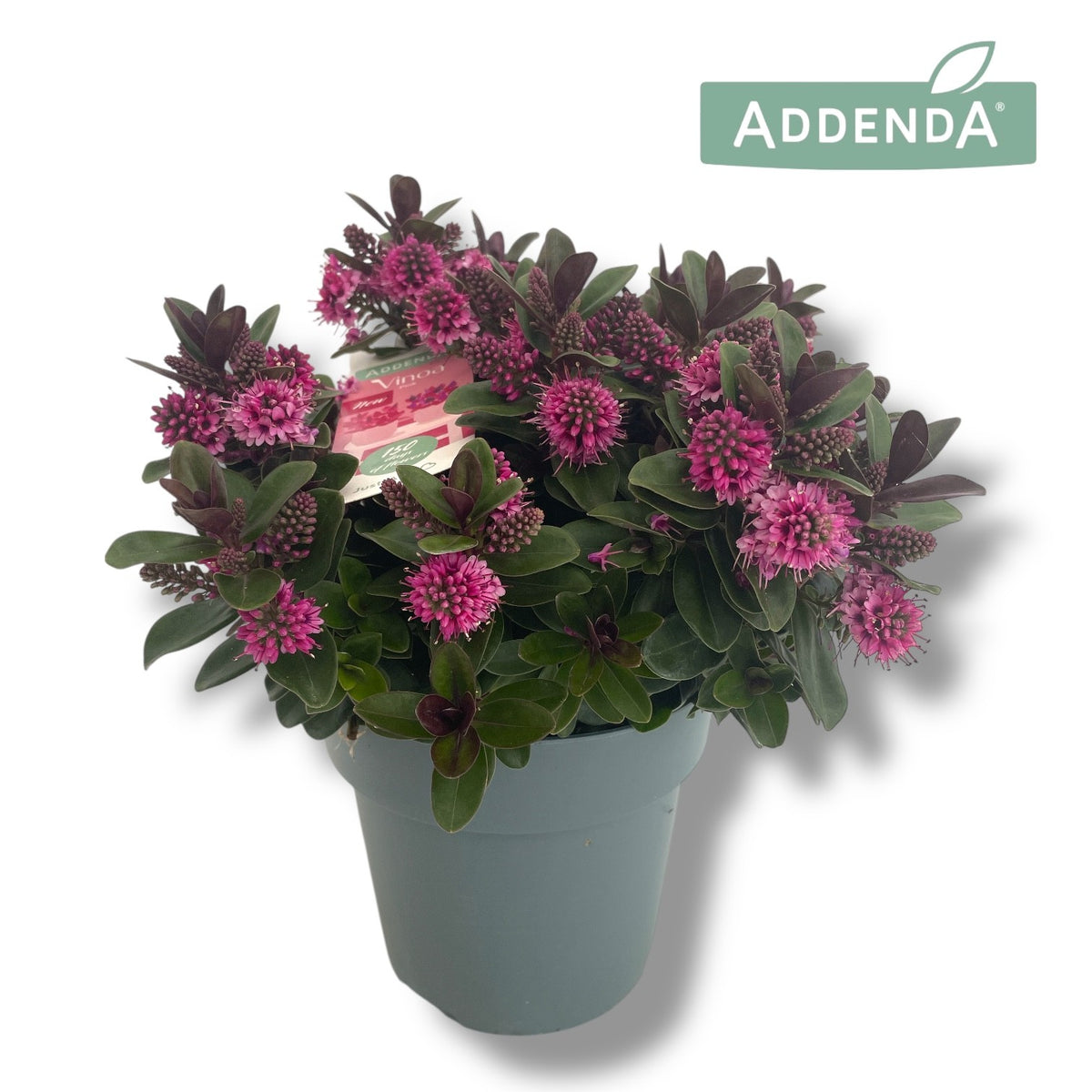 Hebe Celebration 35cm 15cm Pot
