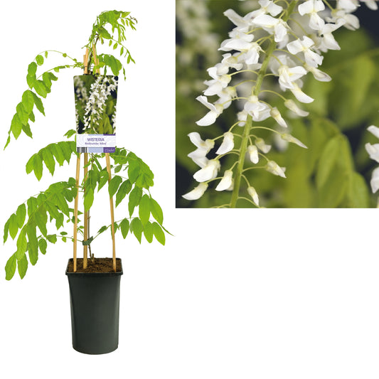 Wisteria floribunda Alba 75cm 17cm Pot