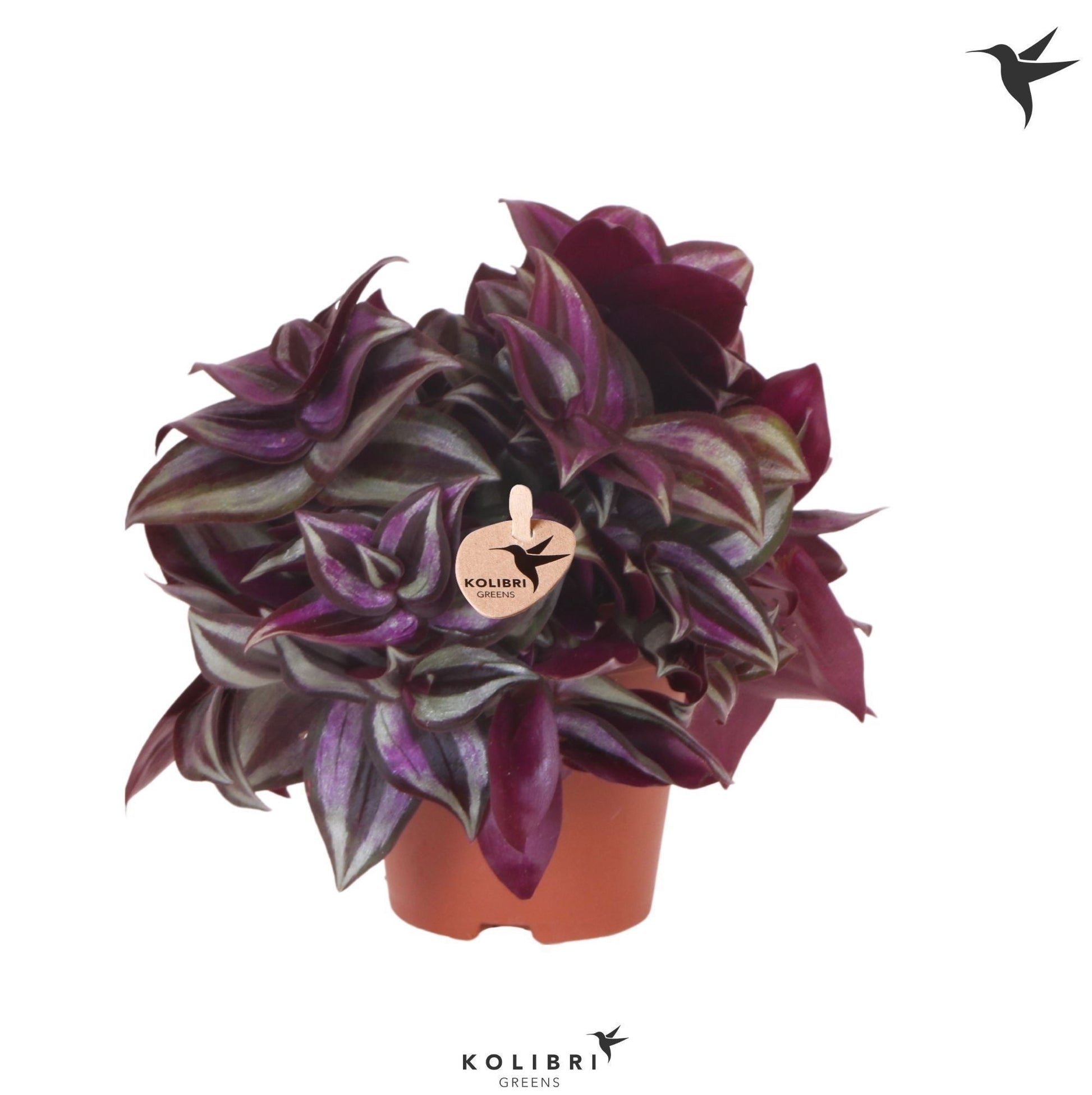 OK Plant Tradescantia Violet Hill Pack of 12