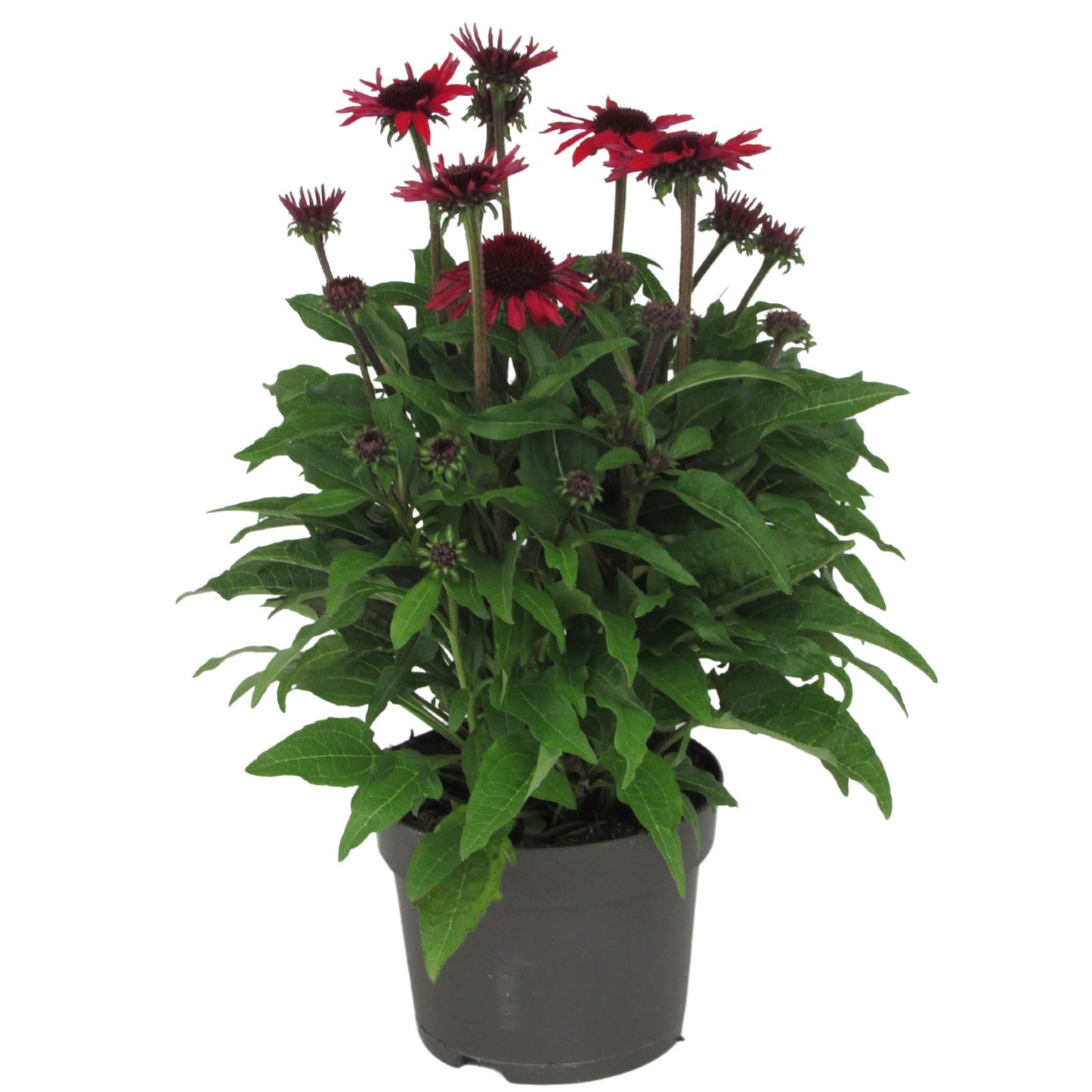 Florizon Plants Echinacea Sunmagic Vintage Hot Red Pack of 6