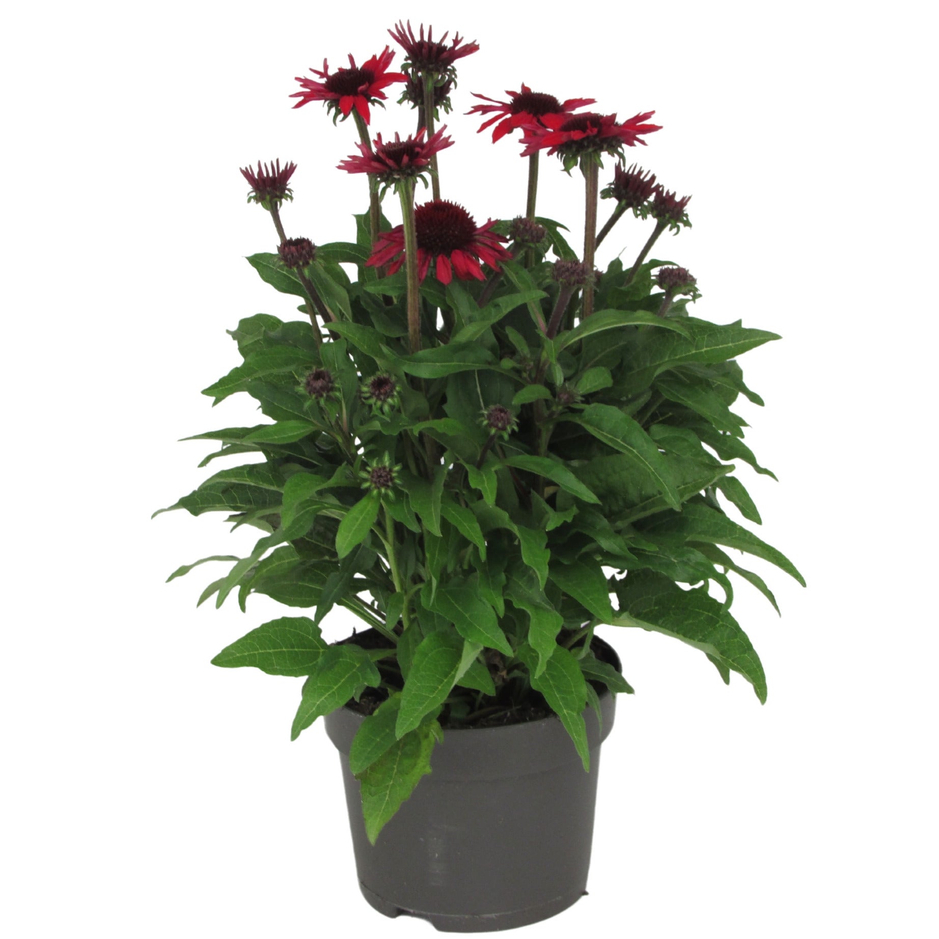 Florizon Plants Echinacea Sunmagic Vintage Hot Red Pack of 6