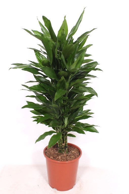 Dracaena frag. Janet Lind 140cm 27cm Pot