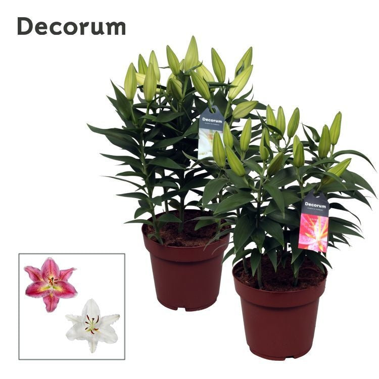 Lilium oriental mix 45cm 19cm Pot