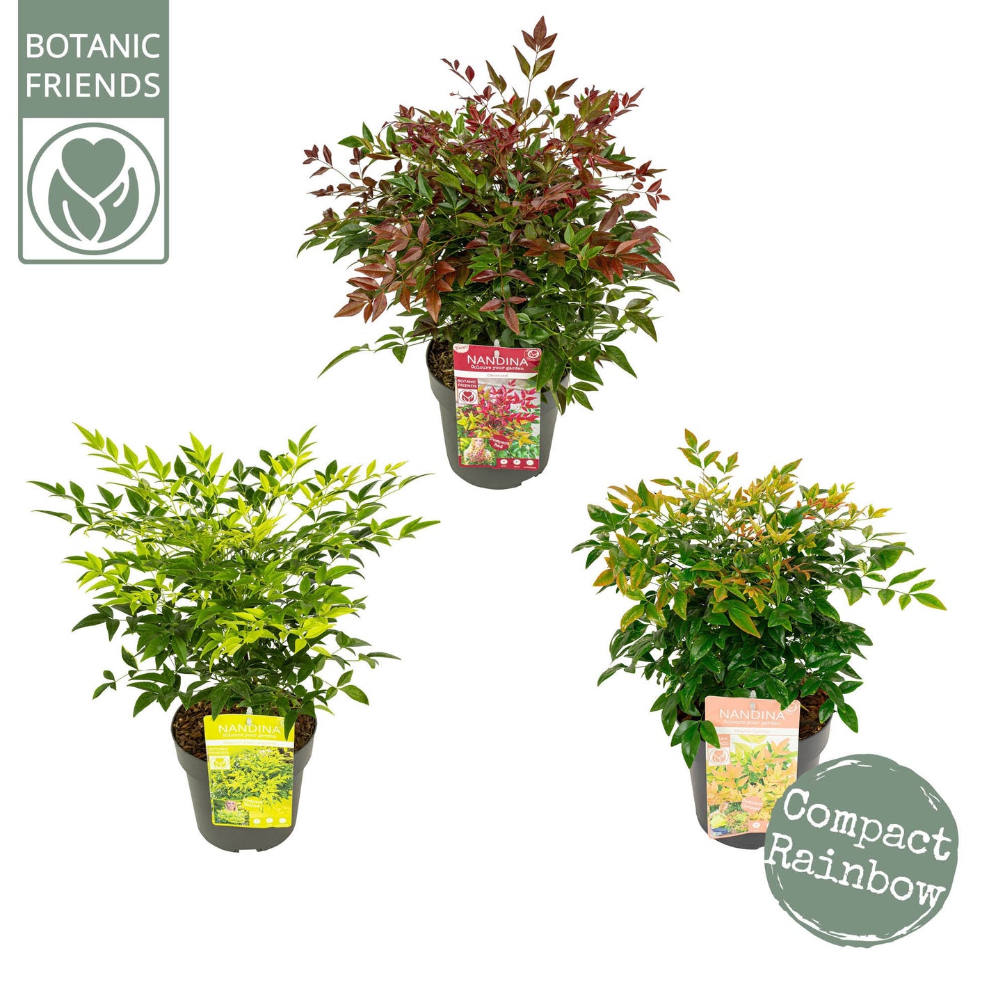 Nandina domestica 45cm 19cm Pot
