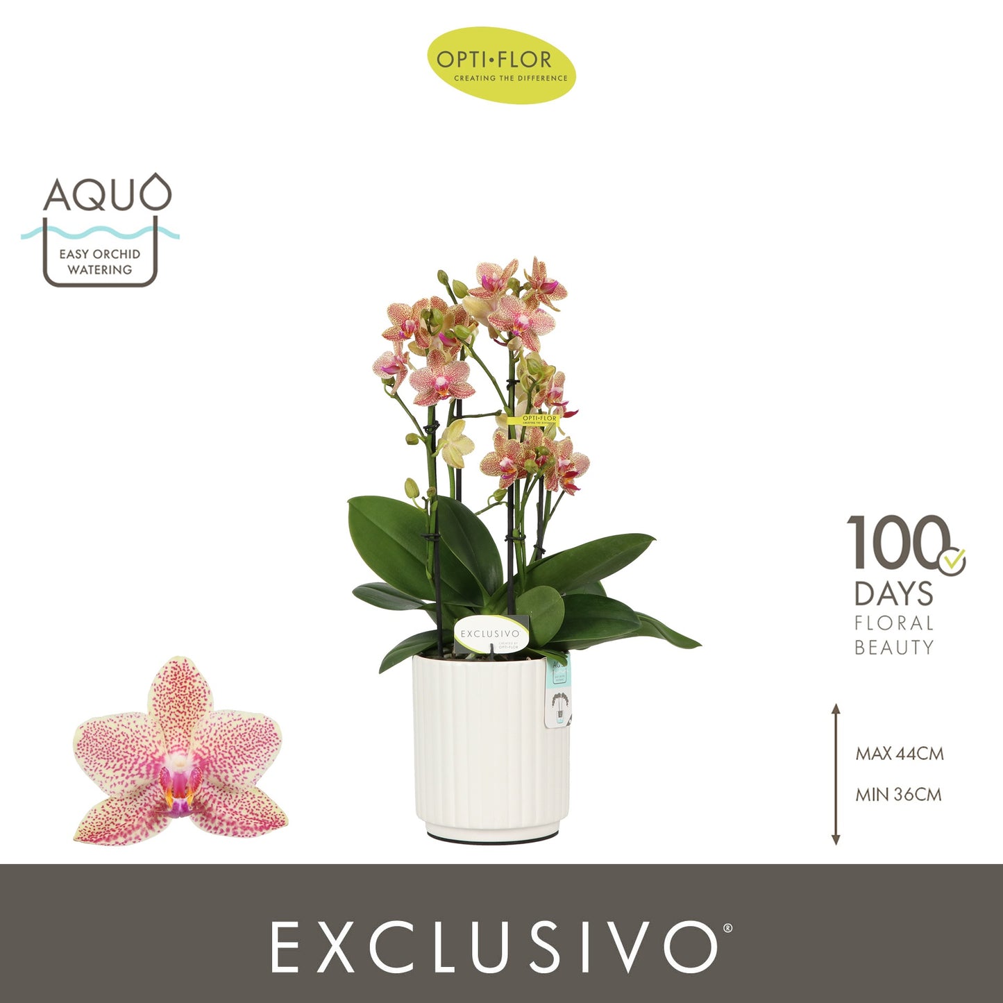 Phalaenopsis yellow 45cm 12cm Pot