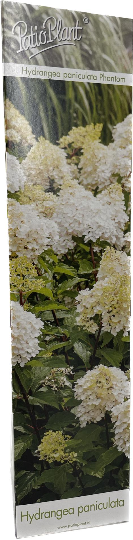 Hydrangea pan. Vanille-Frais 25cm 9cm Pot