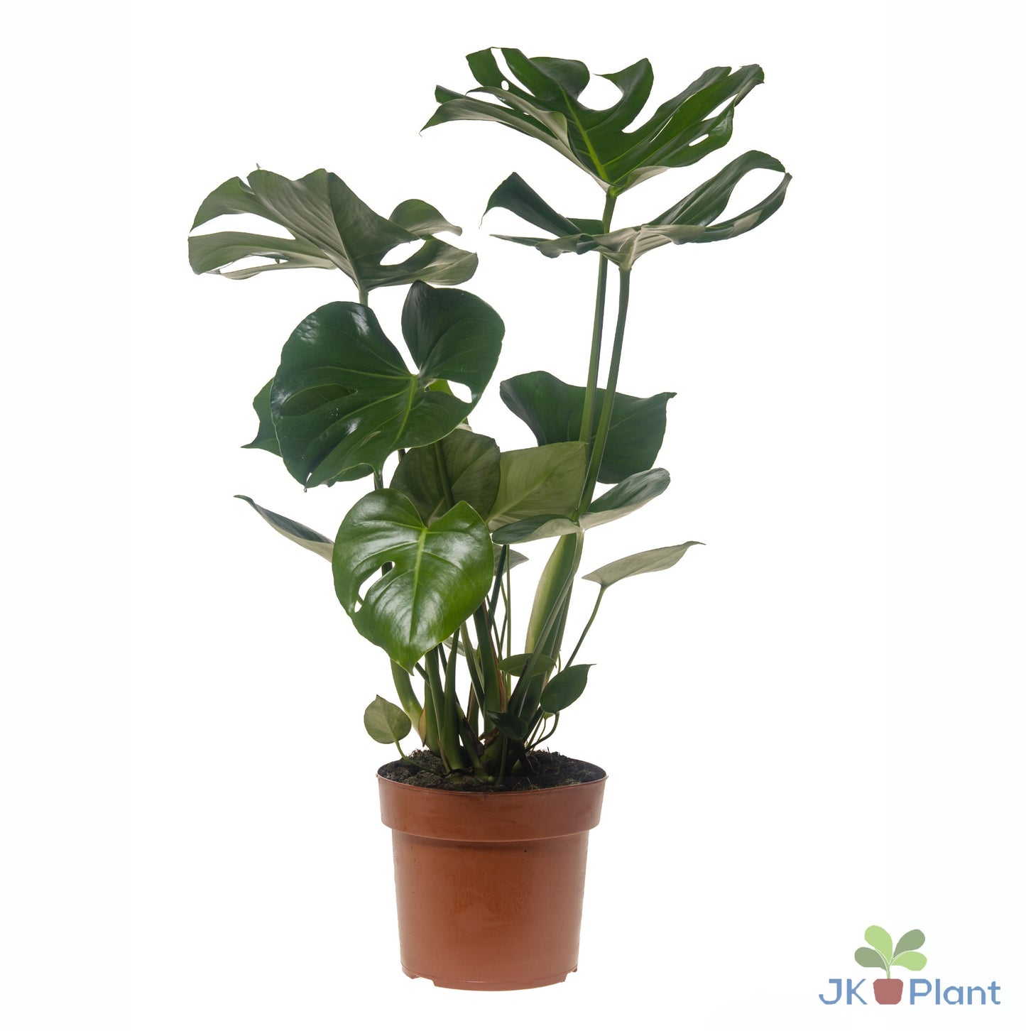 Monstera deliciosa 75cm 21cm Pot