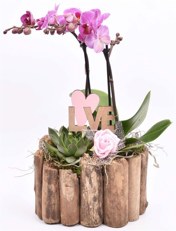 arr. Phalaenopsis 21cm Pot