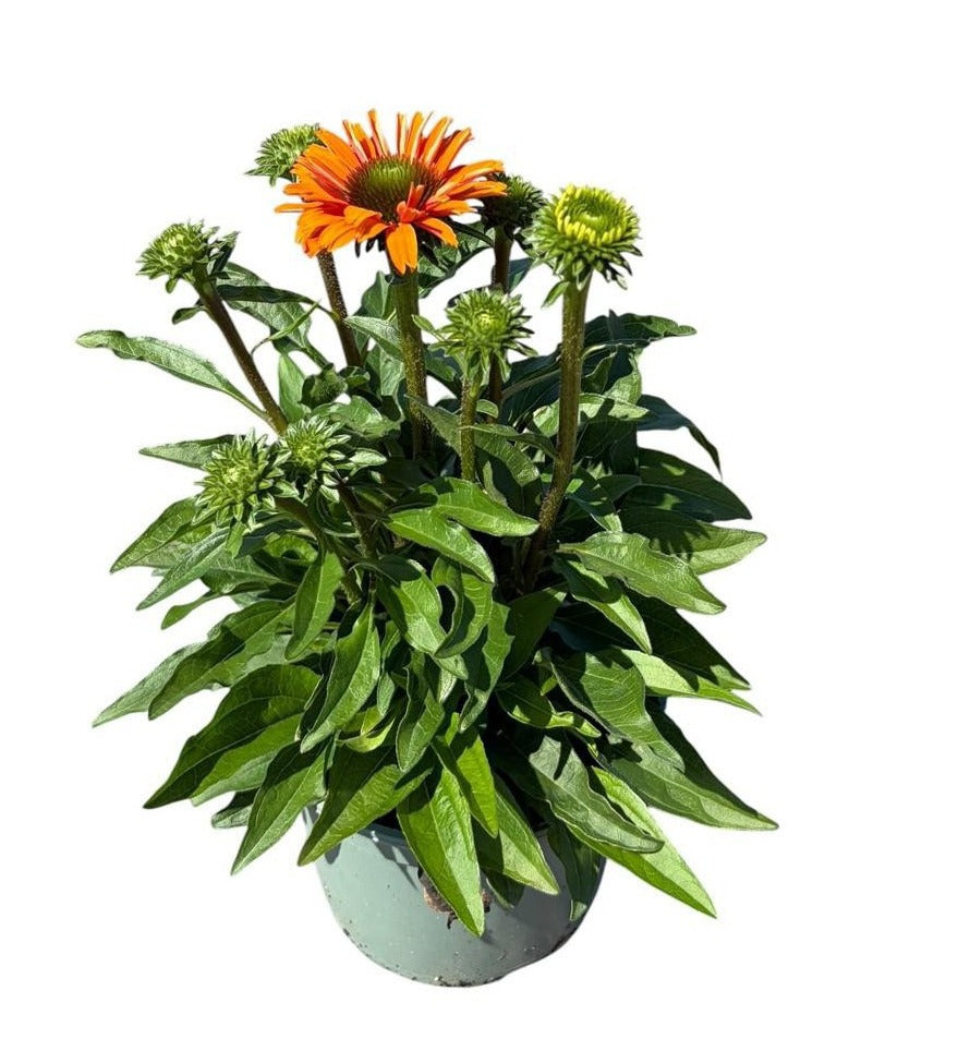 Echinacea Sunseekers Mineola 35cm 17cm Pot