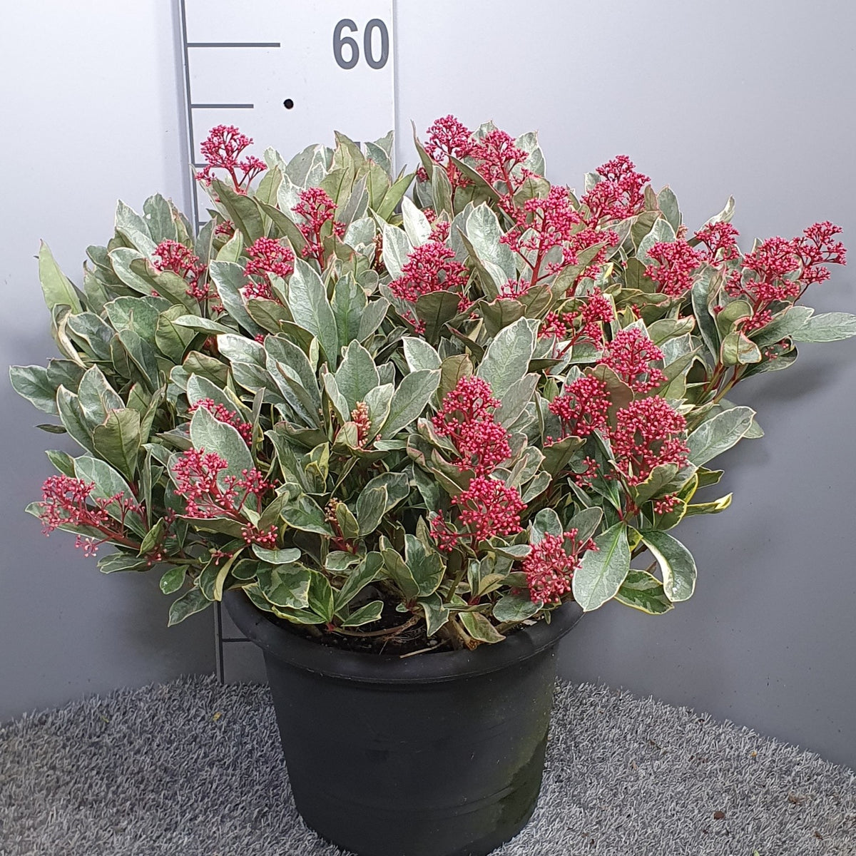 Skimmia japonica Perosa 55cm 31cm Pot