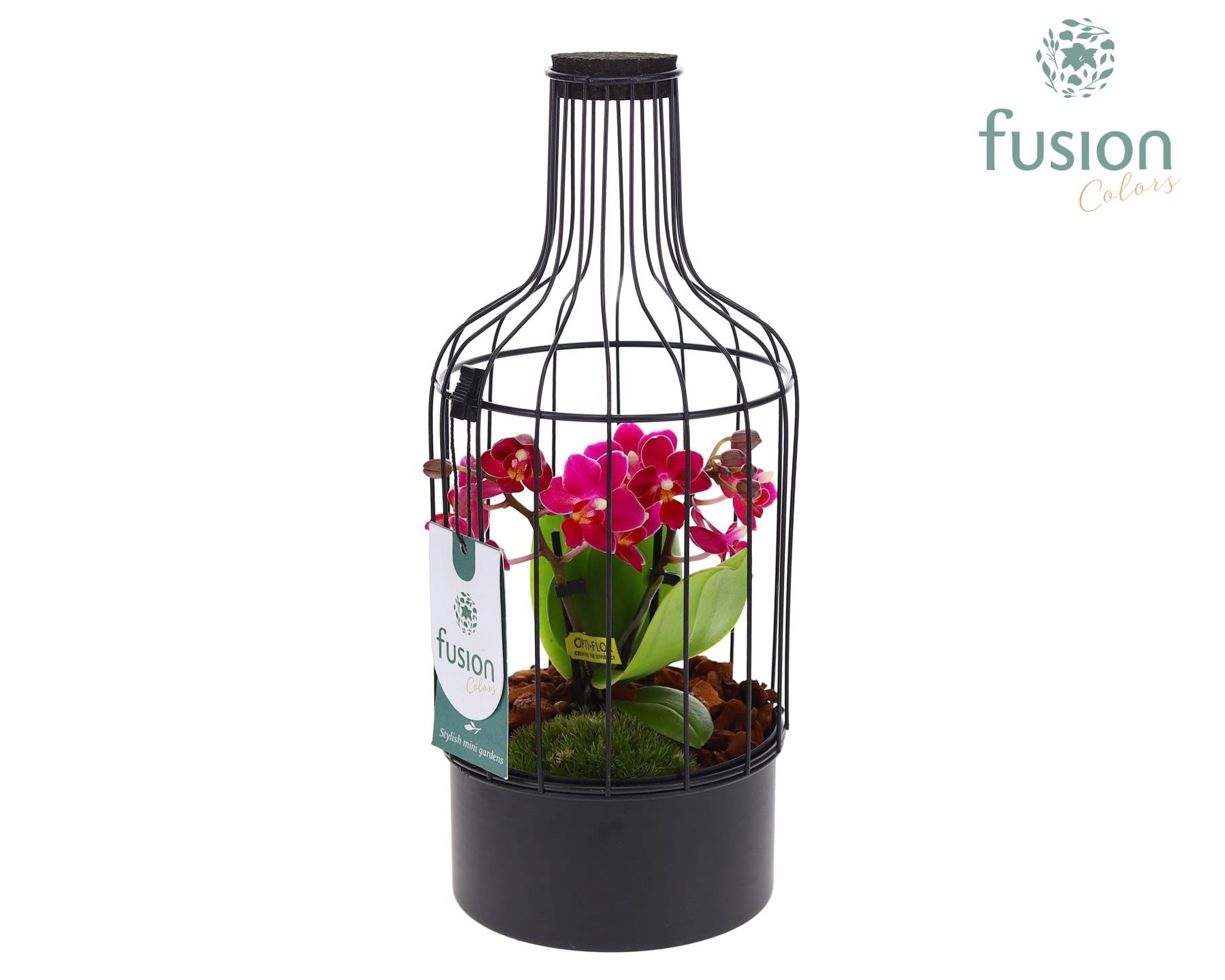 Metaal fles zwart Small met Phalaenopsis 29cm 13cm Pot