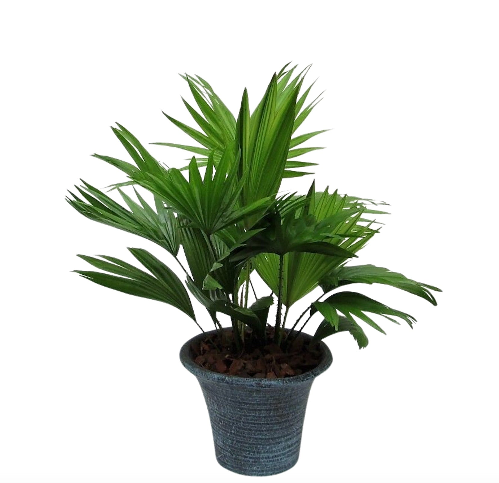 Livistona rotundifolia 55cm 19cm Pot