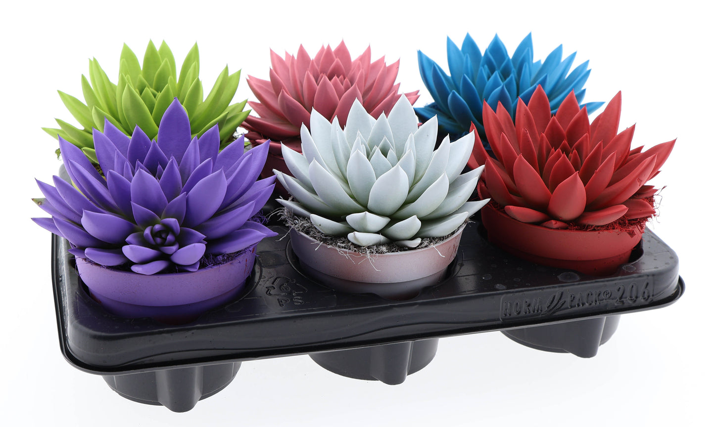 Rainbow mix 15cm 12cm Pot