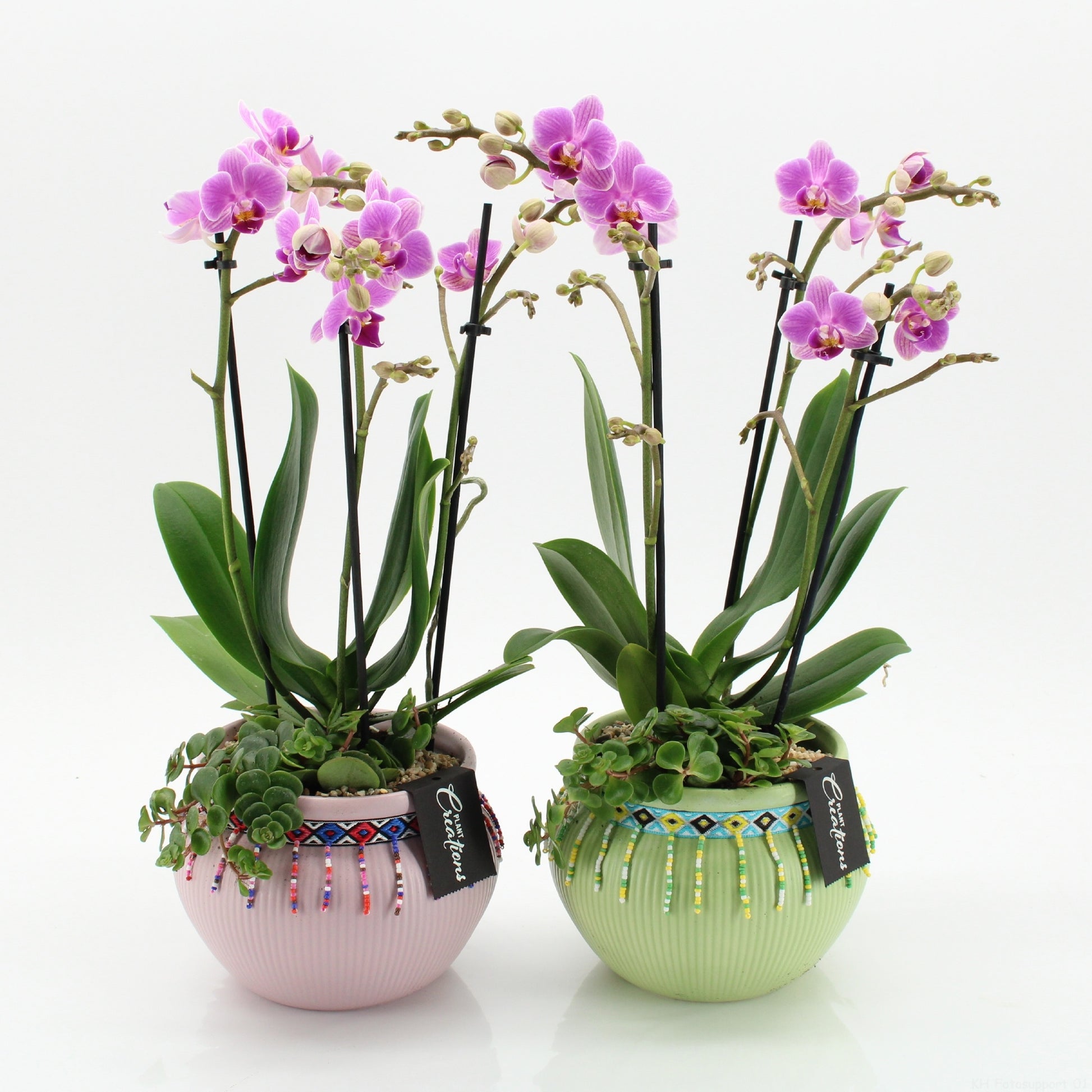 PHAL-2645 M RZ Phalaenopsis creatie 45cm 19cm Pot