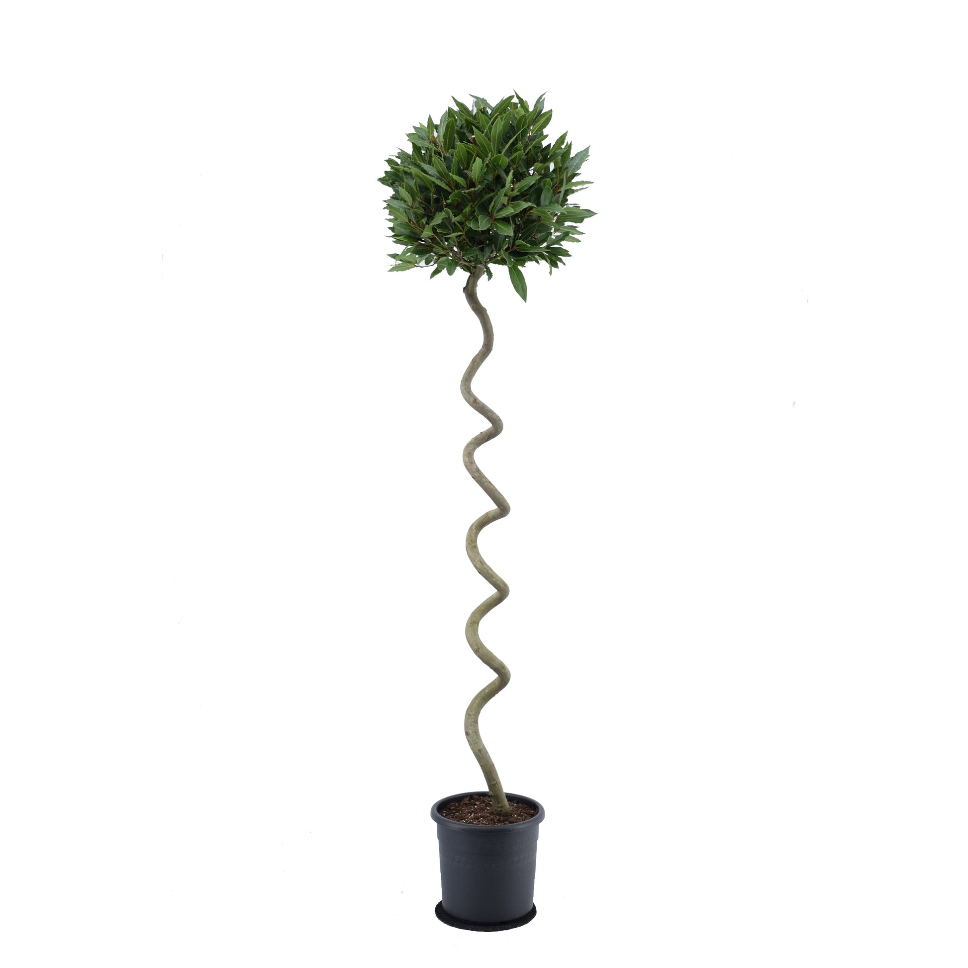 Laurus nobilis 180cm 25cm Pot