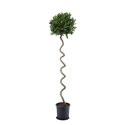 Laurus nobilis 180cm 25cm Pot
