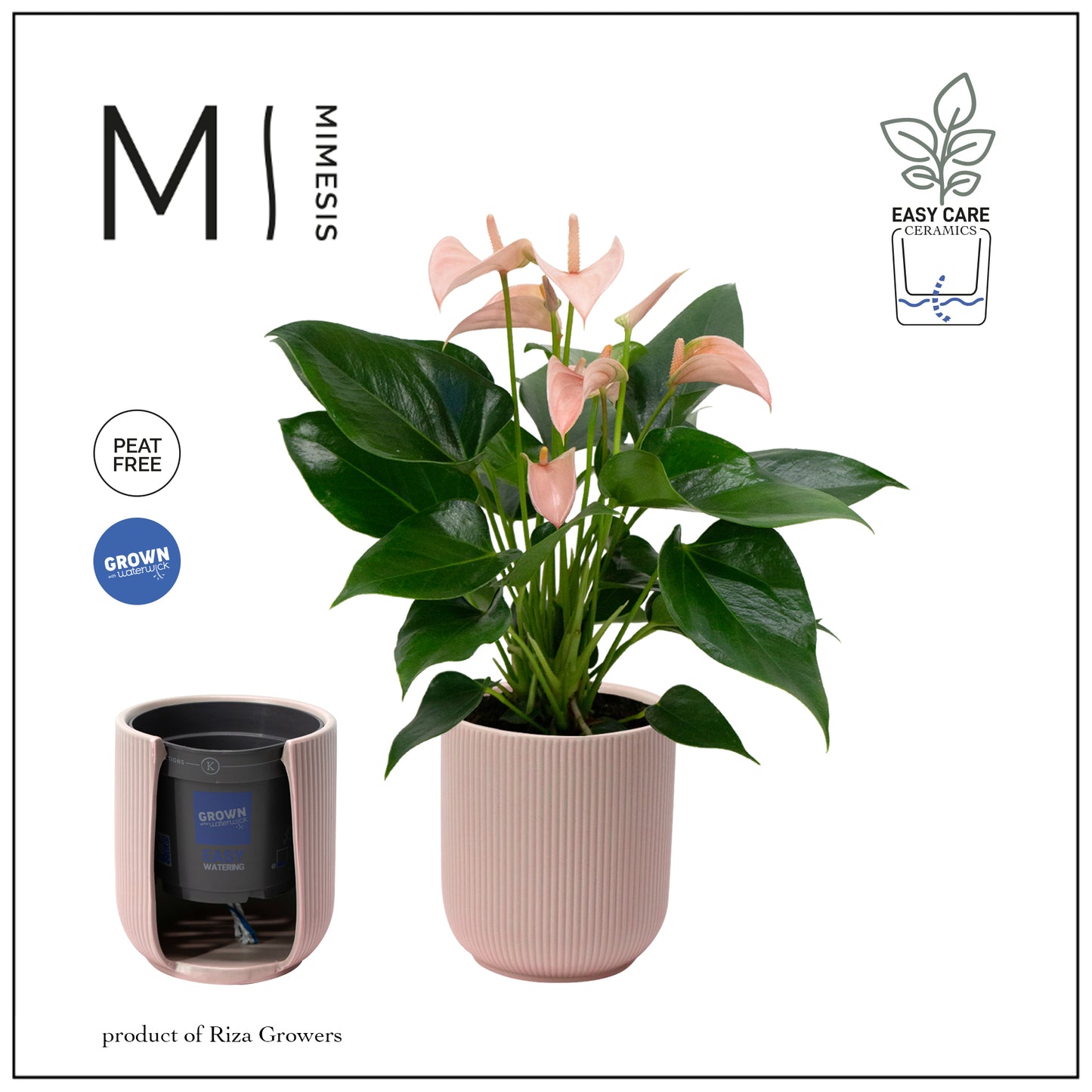 Anthurium Joli Peach 40cm 12cm Pot
