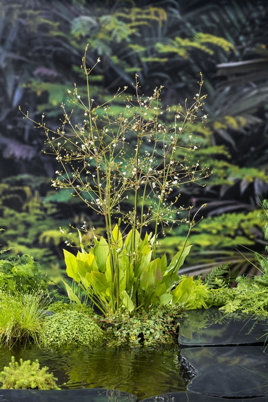 Alisma plantago-aquatica 20cm 9cm Pot