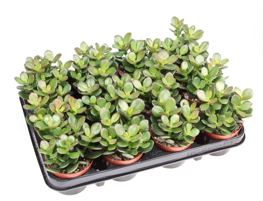 Crassula Minor 12cm Special Pot (508)