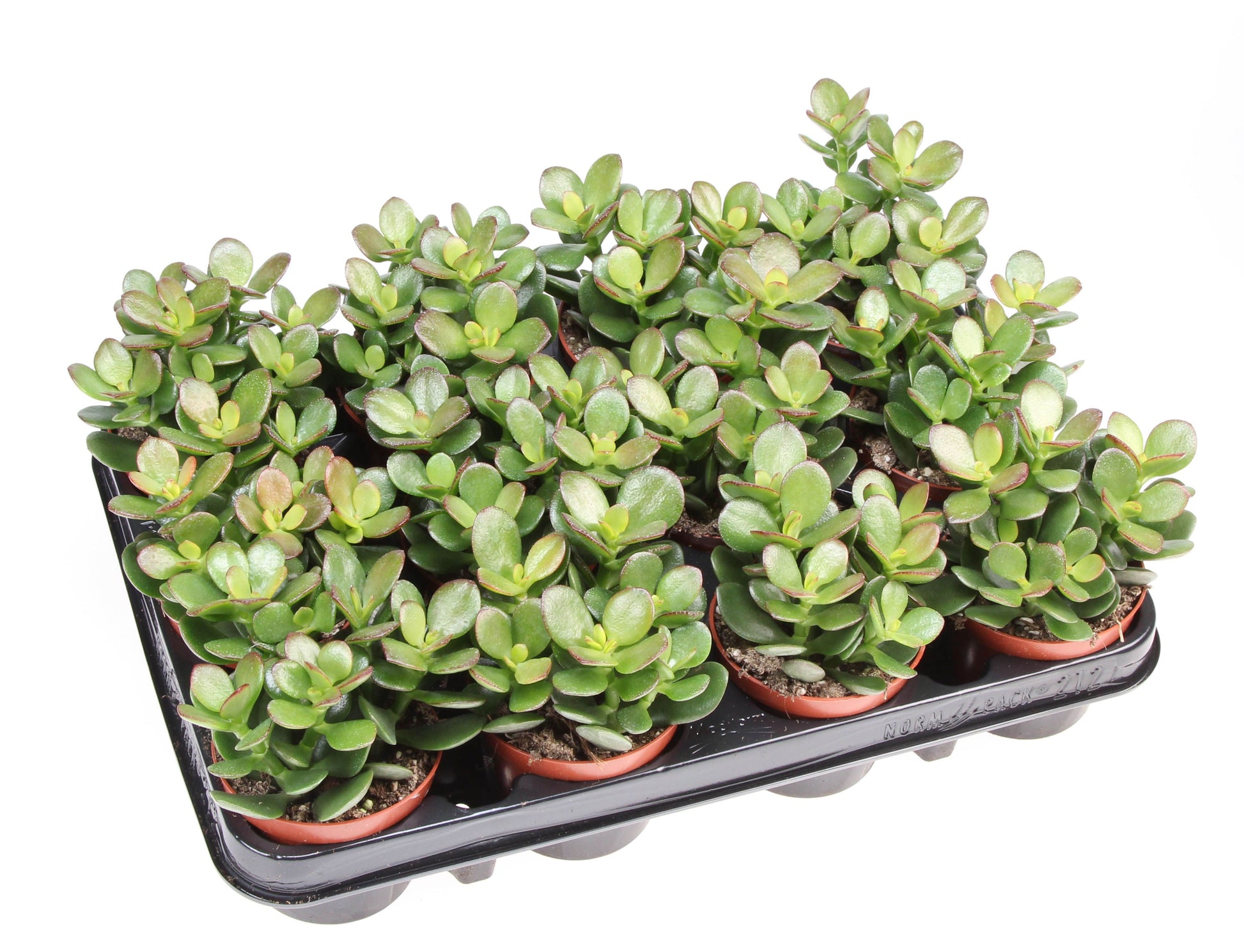 Euro Cactus Holland Bv Crassula Minor Pack of 12