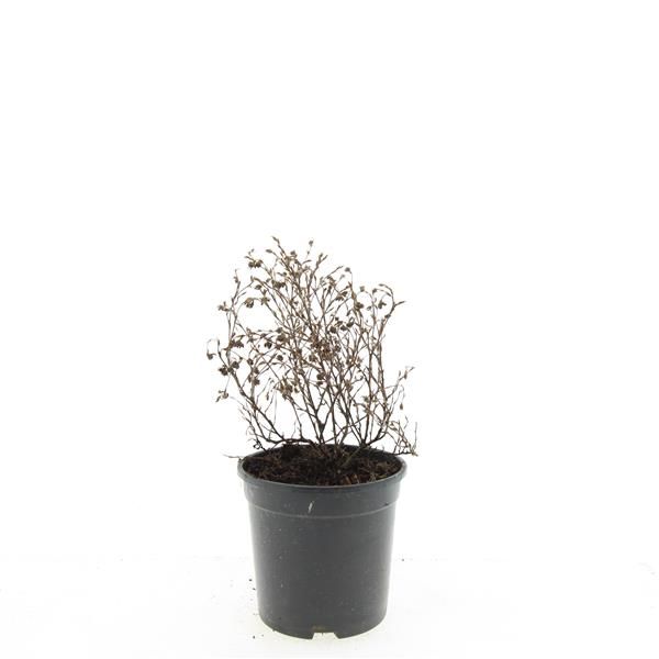 Potentilla frut. Red Ace 25cm 14cm Pot