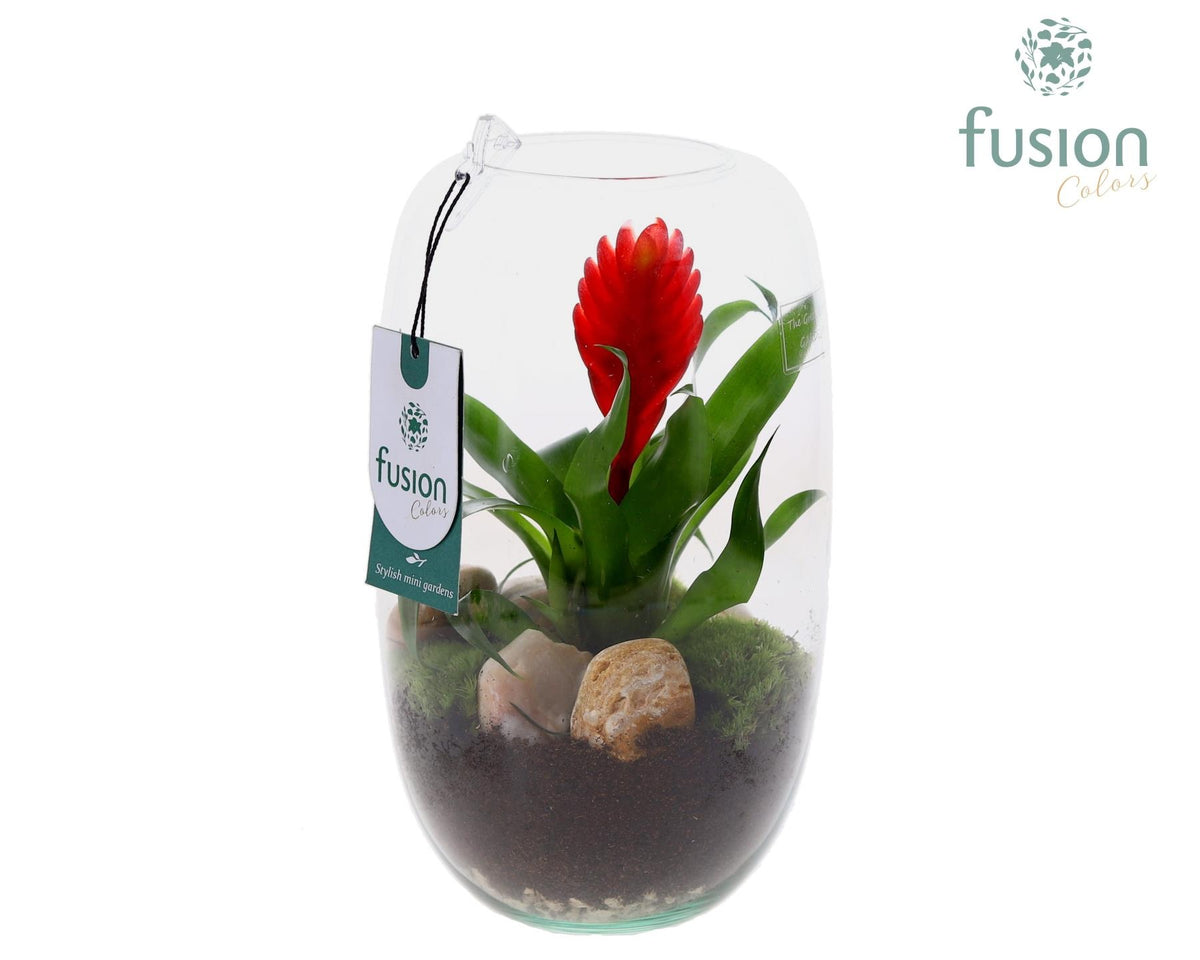 arr. Bromelia 25cm 15cm Pot