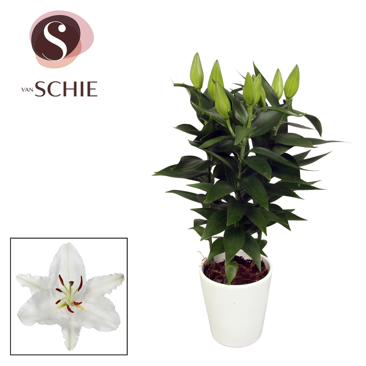 Lilium Oxygen 40cm 13cm Pot