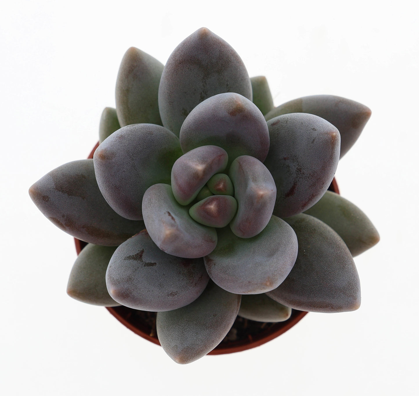 Echeveria tolimanensis 8cm 505cm Pot