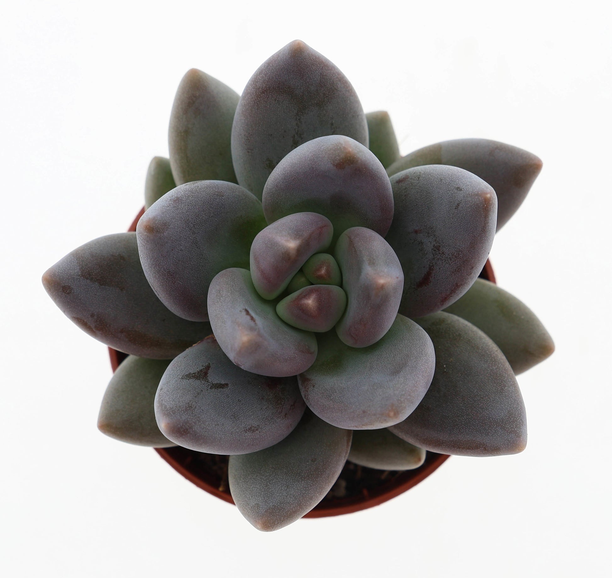 Echeveria tolimanensis 8cm 505cm Pot