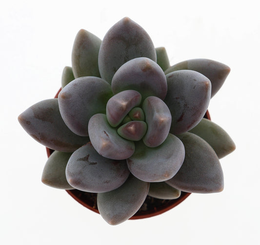 Echeveria tolimanensis 8cm 505cm Pot