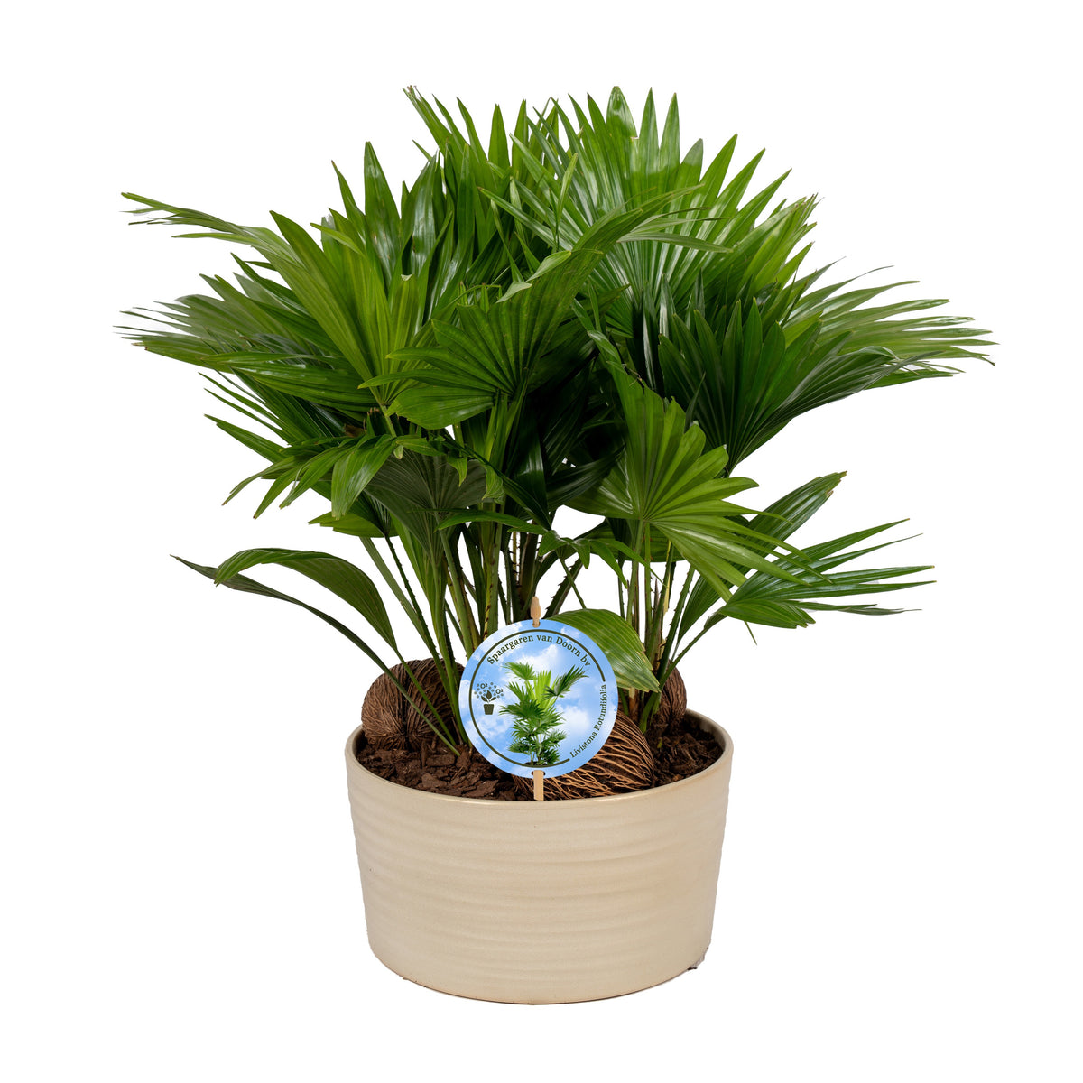 Livistona rotundifolia 48cm 26cm Pot