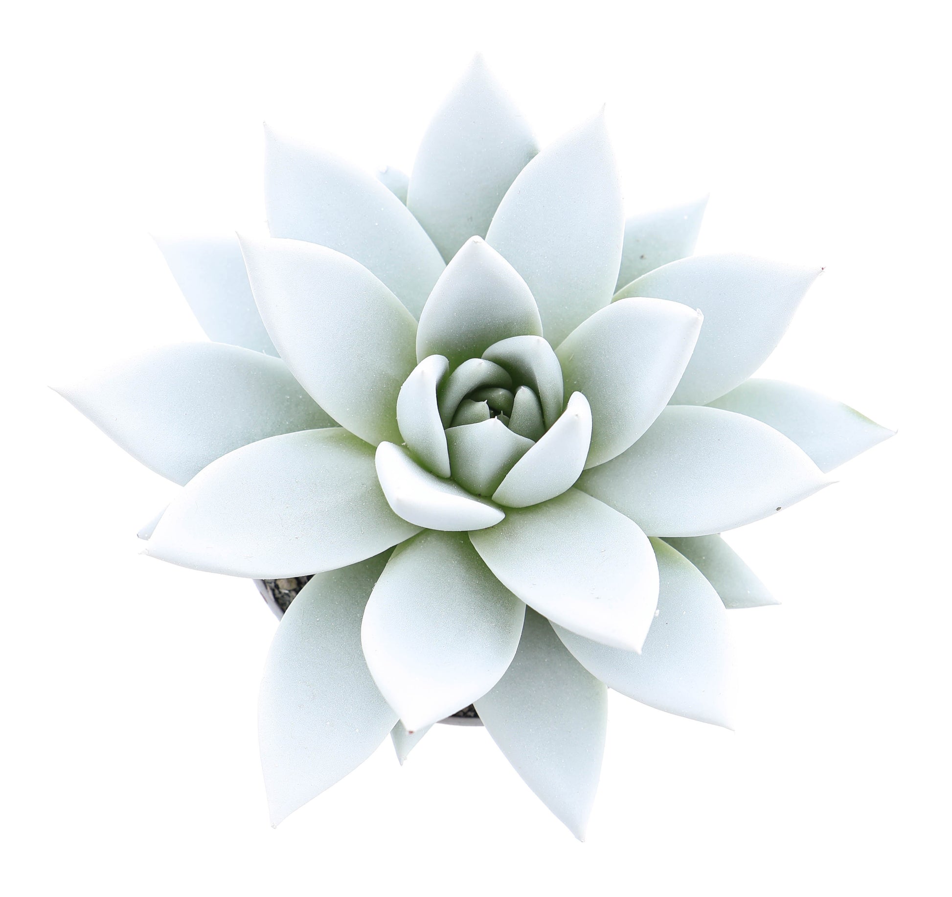 Euro Cactus Holland Bv Rainbow white Pack of 12