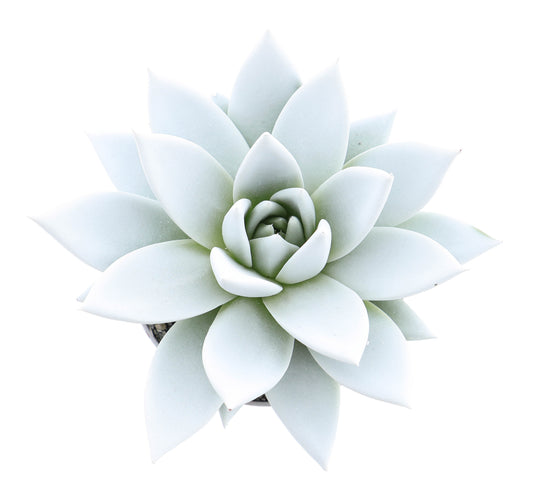 Euro Cactus Holland Bv Rainbow white Pack of 12