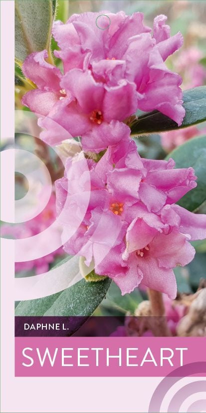 Daphne odora 45cm 17cm Pot