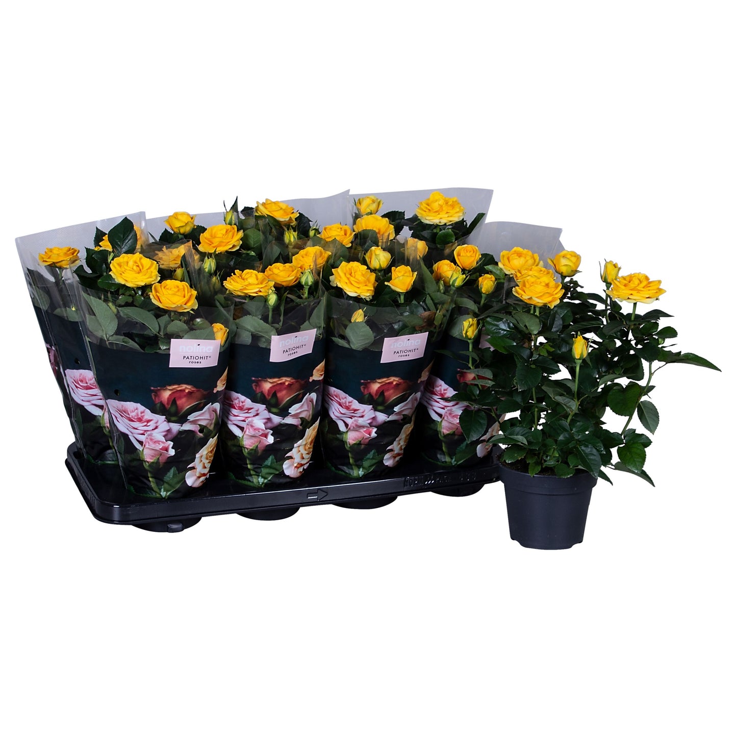 Roses PatioHit 36cm 13cm Pot