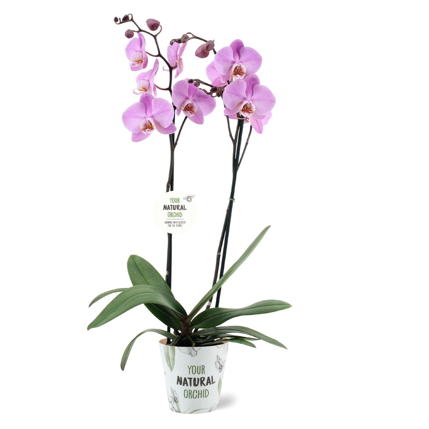 Phalaenopsis Milwaukee 65cm 12cm Pot