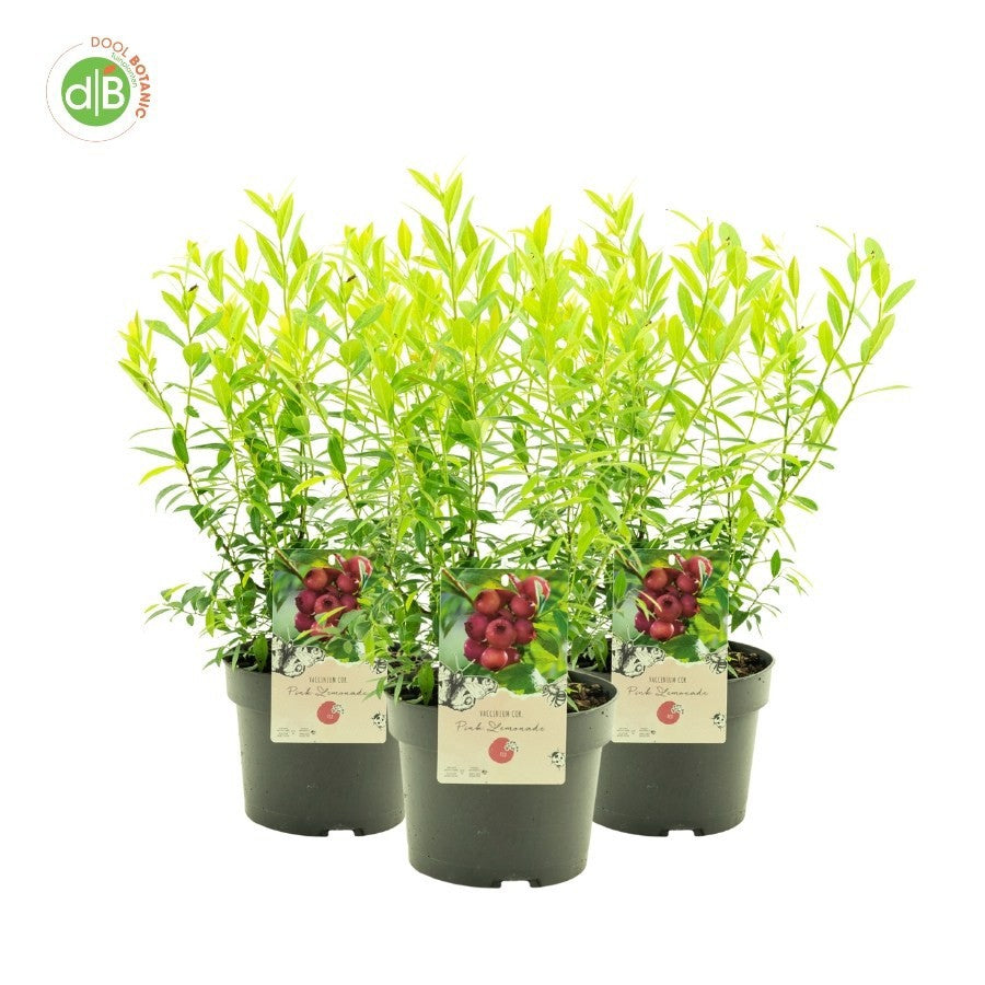 vaccinium-corymbosum-blueberry-55cm-19cm-pot