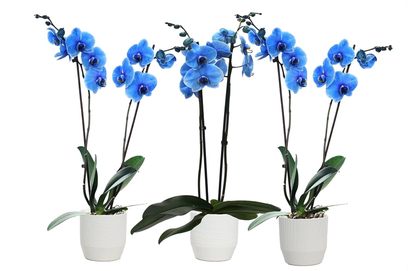 Phalaenopsis Hybrid 55cm 12cm Pot