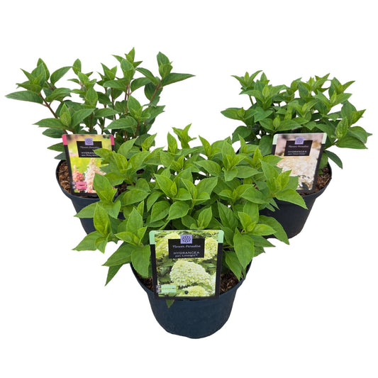 Hydrangea paniculata mix 60cm 23cm Pot