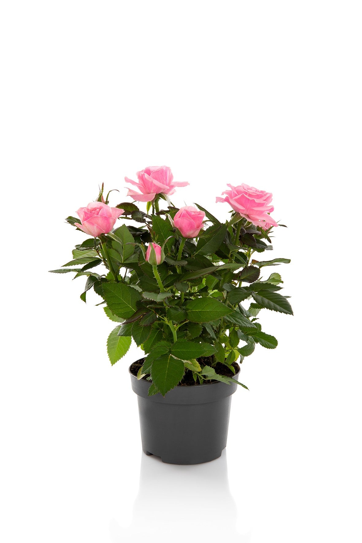 Rosa Kordana Grande Esmeralda 25cm 10.5cm Pot