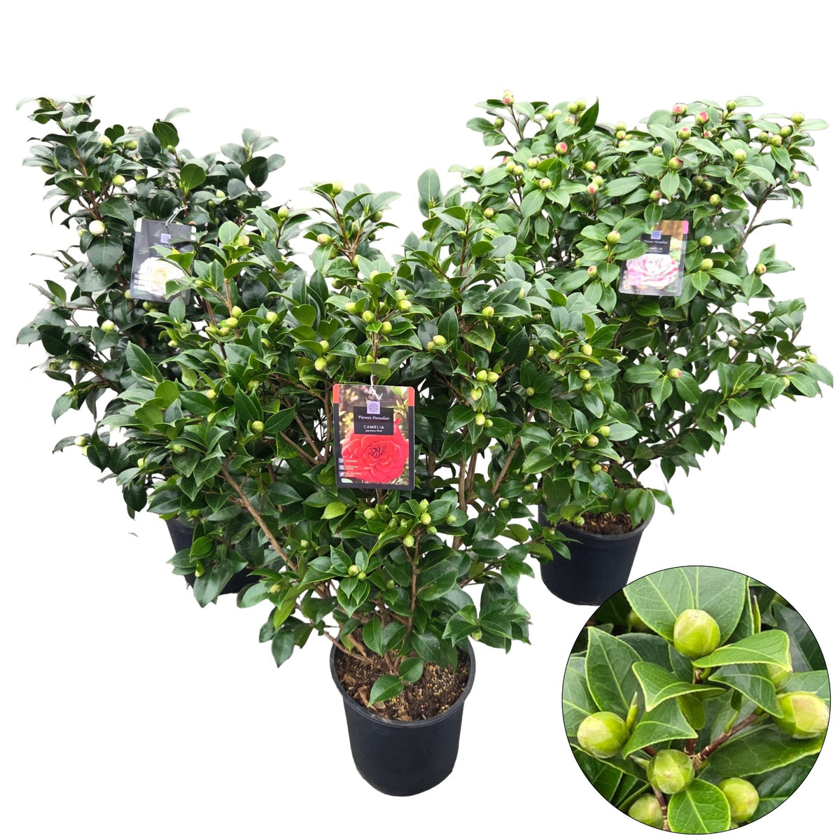 Camellia japonica mix 100cm 29cm Pot