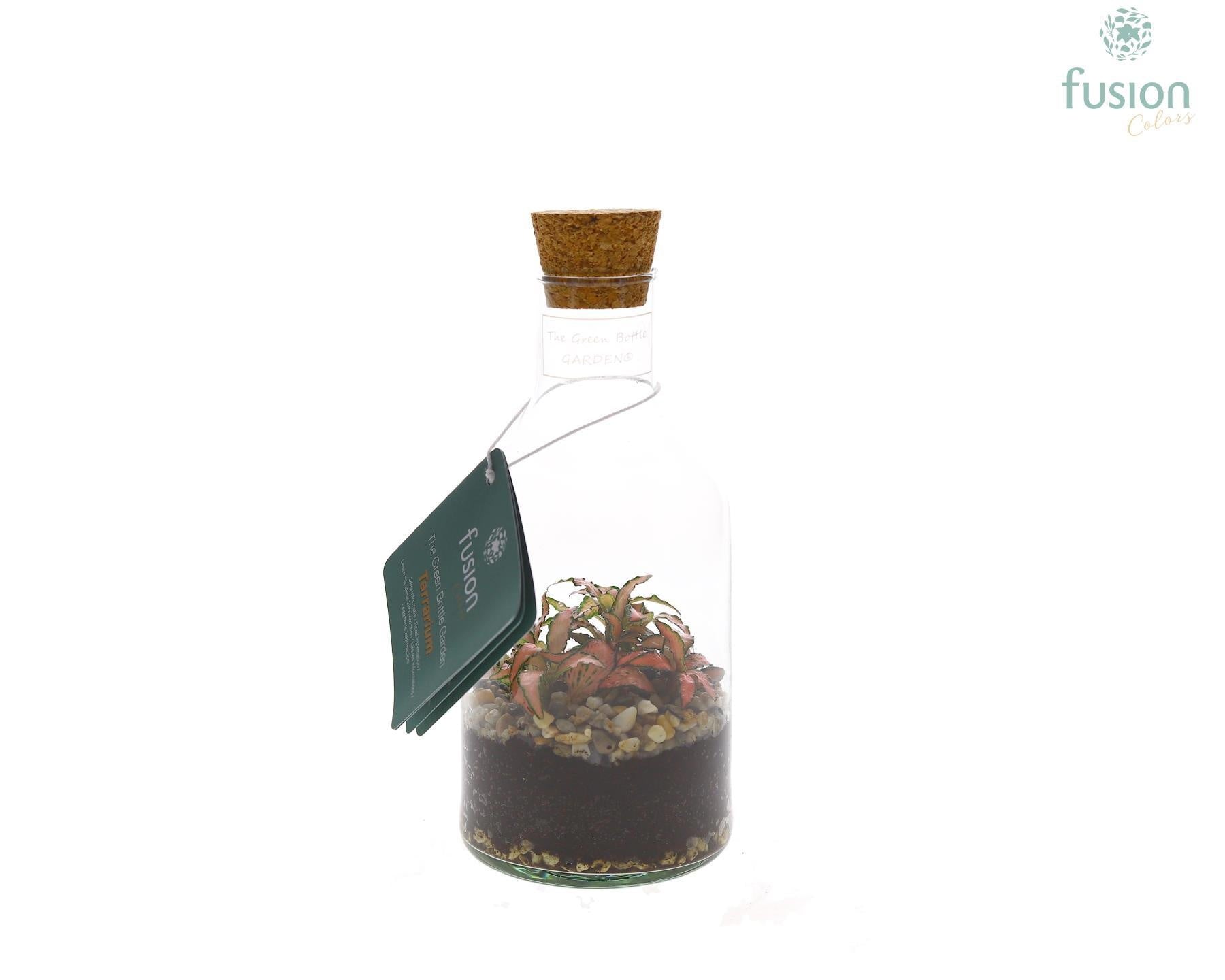 Green Bottle Terrarium Fles Small 20cm 9cm Pot